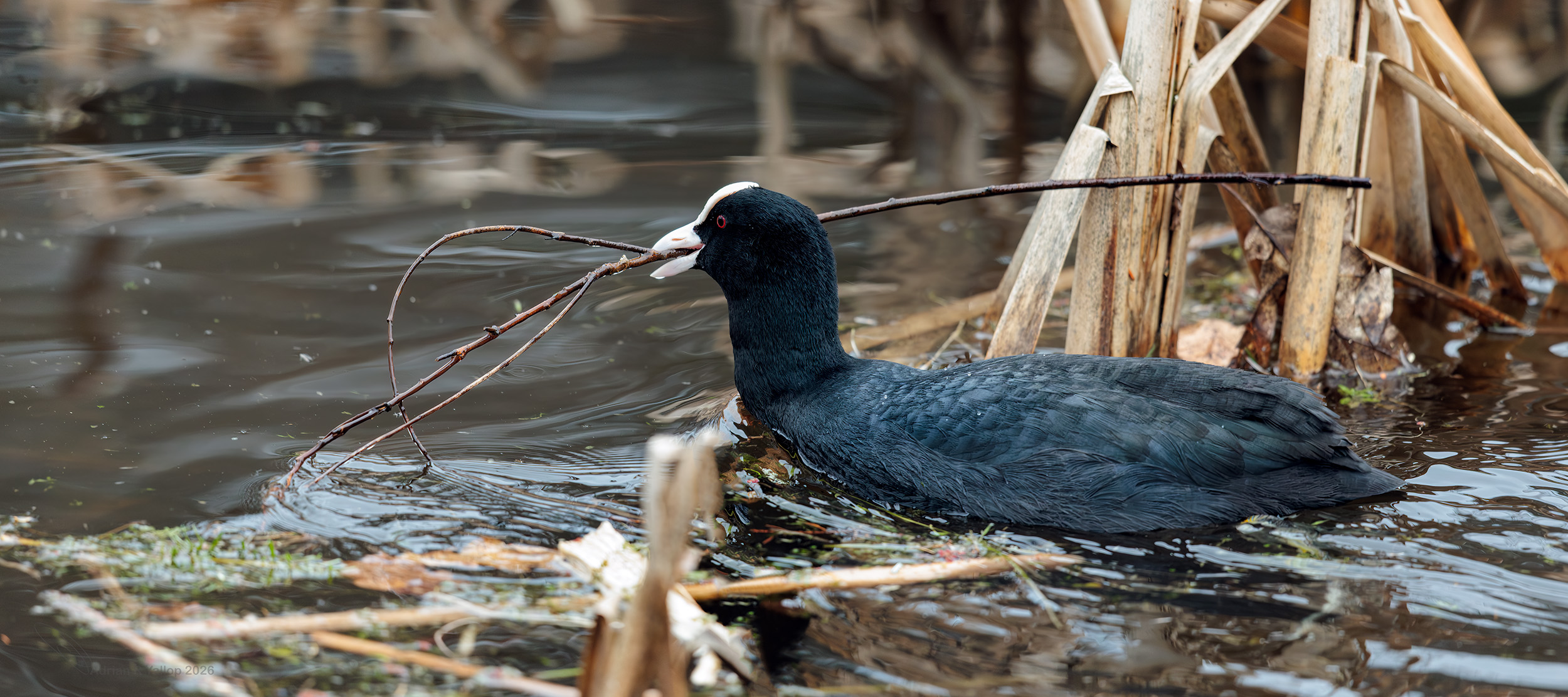 Fulica atra